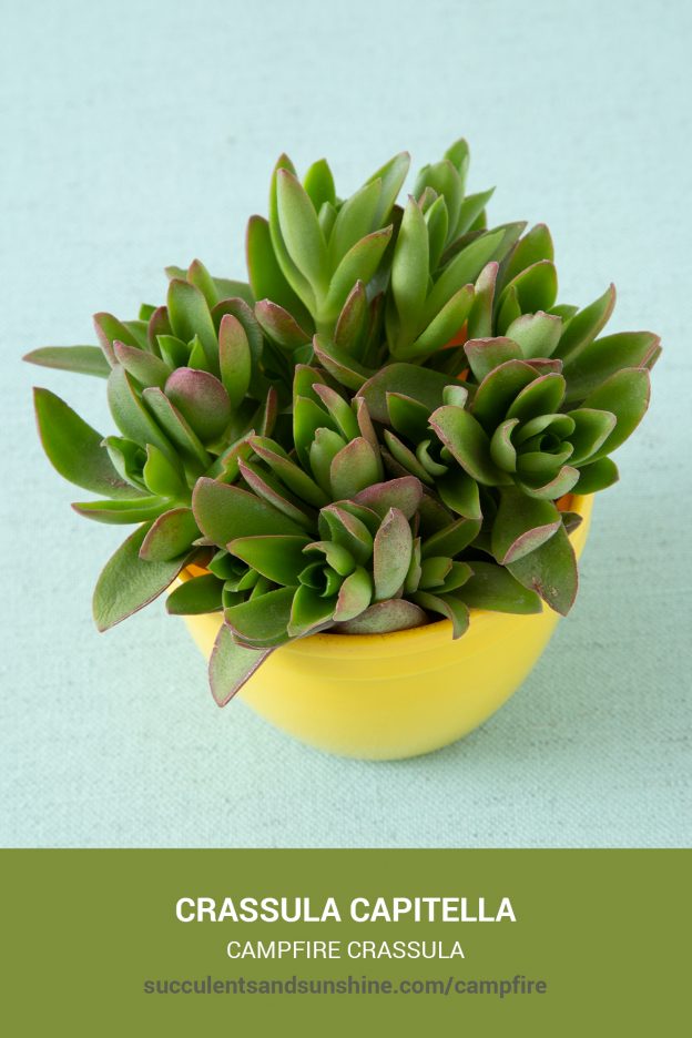 How to care for and propagate Crassula capitella Campfire Crassula