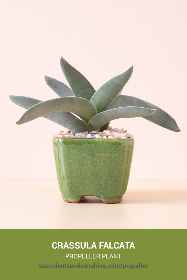 How to care for and propagate Crassula falcata Propeller Plant