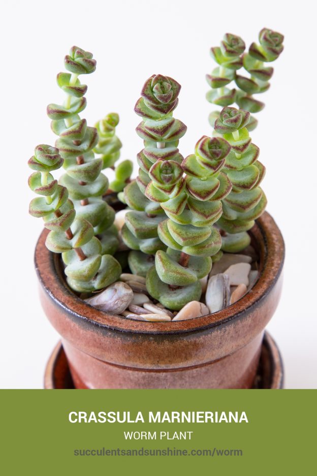 How to care for and propagate Crassula marnieriana Worm Plant