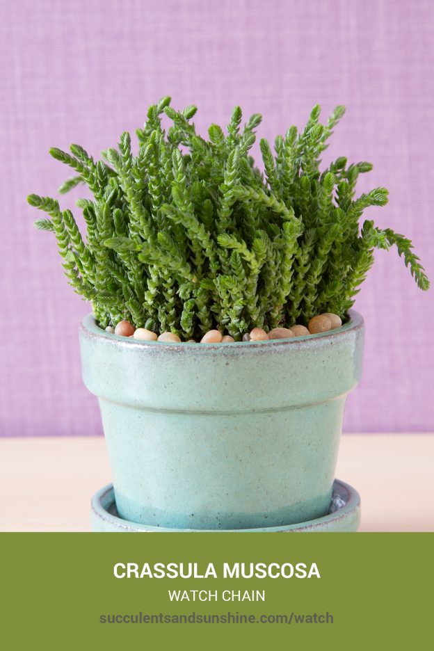 How to care for and propagate Crassula muscosa Watch Chain