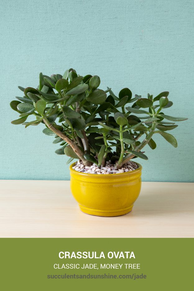 How to care for and propagate Crassula ovata Classic Jade