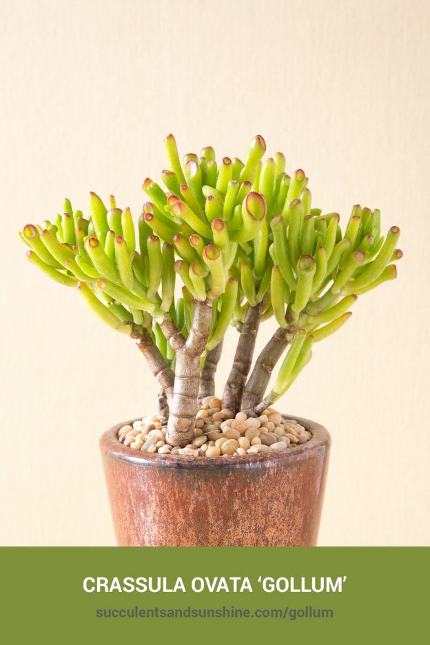 How to care for and propagate Crassula ovata 'Gollum'