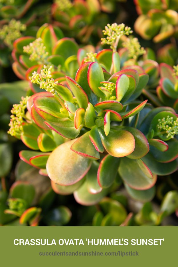 How to care for and propagate Crassula ovata 'Hummel's Sunset'