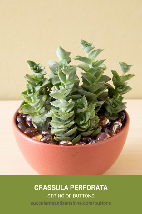 How to care for and propagate Crassula perforata String of Buttons