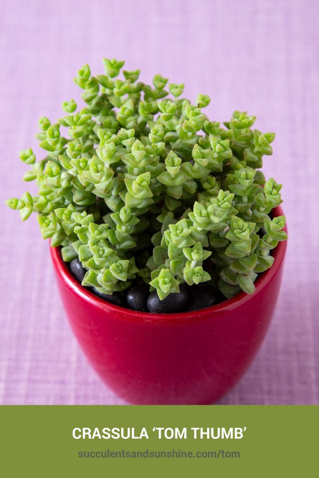 How to care for and propagate Crassula ‘Tom Thumb’