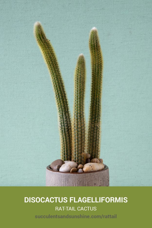 How to care for and propagate Disocactus flagelliformis Rat-Tail Cactus