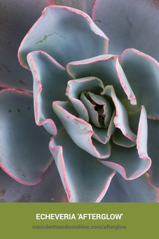 How to care for and propagate Echeveria 'Afterglow'