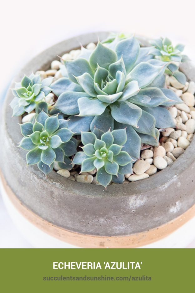 How to care for and propagate Echeveria 'Azulita'