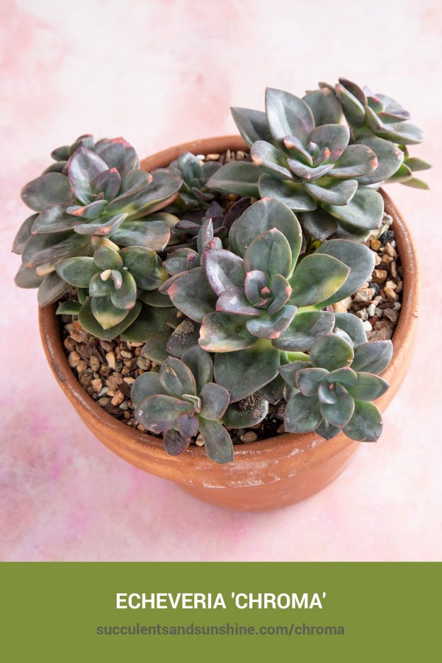 How to care for and propagate Echeveria 'Chroma'