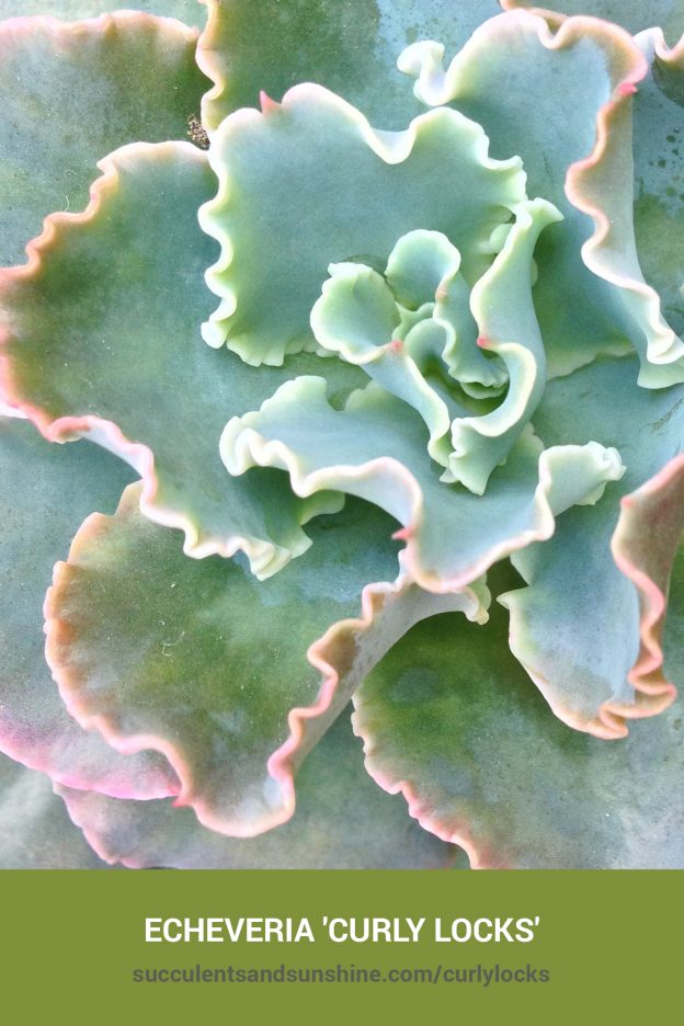 How to care for and propagate Echeveria 'Curly Locks'