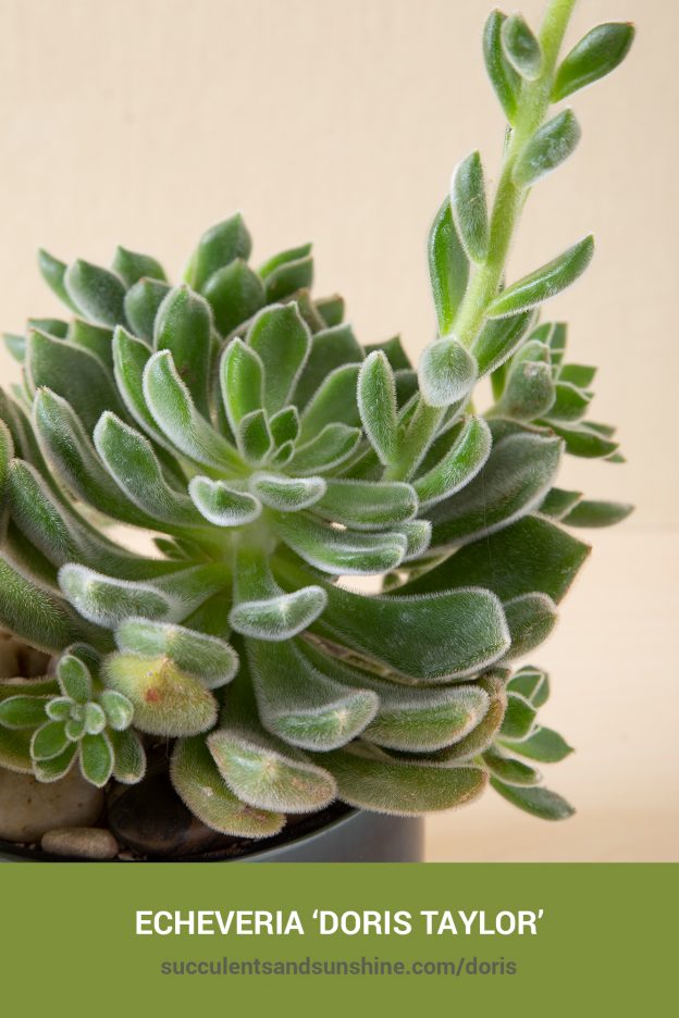 How to care for and propagate Echeveria 'Doris Taylor'