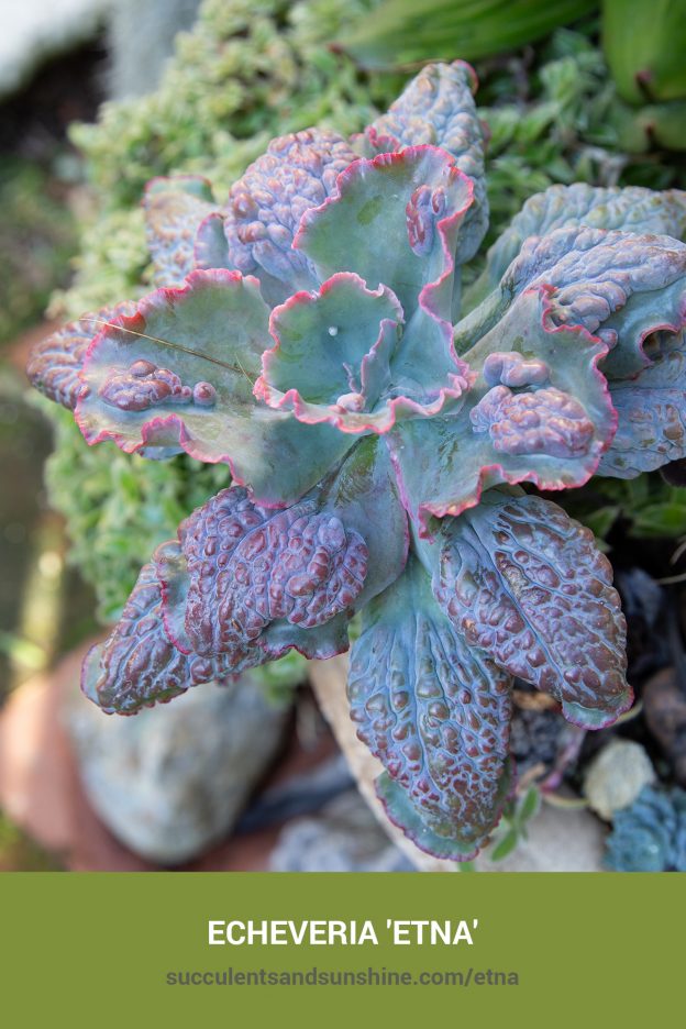 How to care for and propagate Echeveria 'Etna'