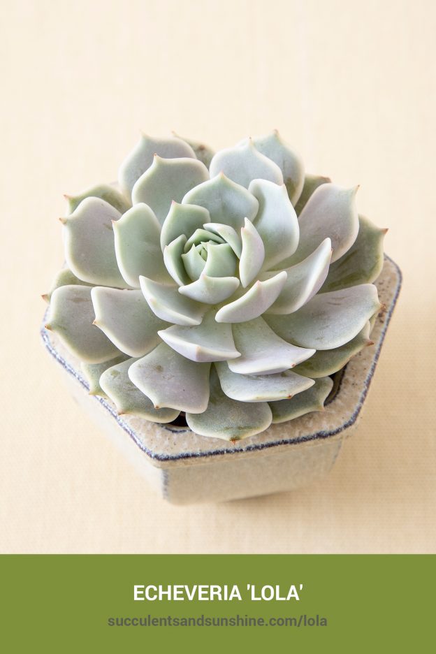 How to care for and propagate Echeveria 'Lola'