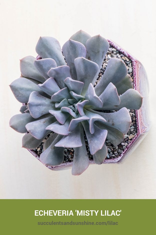 How to care for and propagate Echeveria 'Misty Lilac'