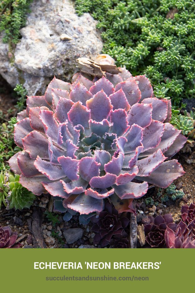 How to care for and propagate Echeveria 'Neon Breakers'