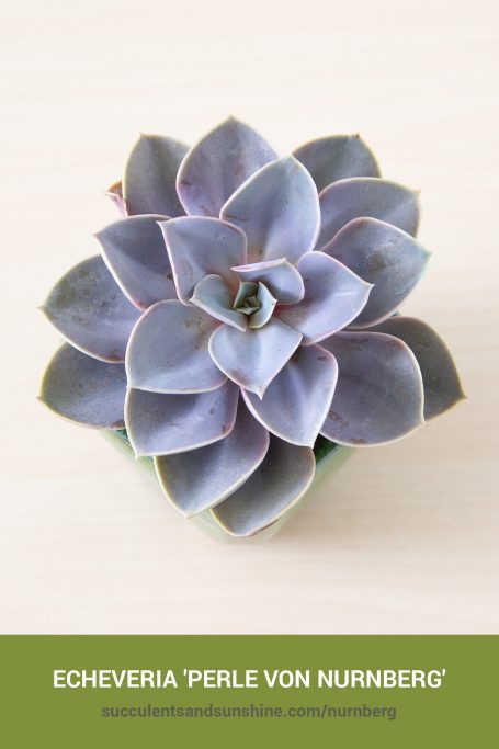 How to care for and propagate Echeveria Perle von Nurnberg