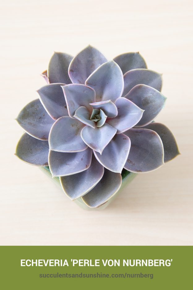 How to care for and propagate Echeveria Perle von Nurnberg