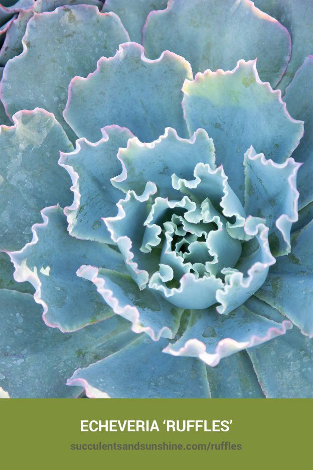 How to care for and propagate Echeveria 'Ruffles'