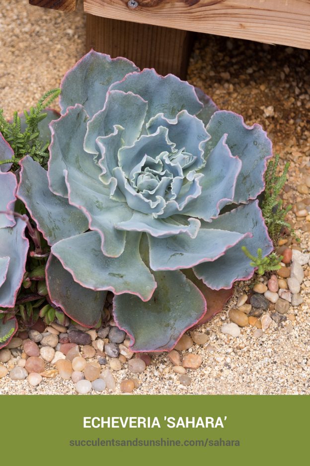 How to care for and propagate Echeveria 'Sahara'