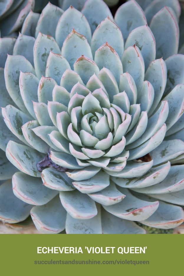 How to care for and propagate Echeveria 'Violet Queen'