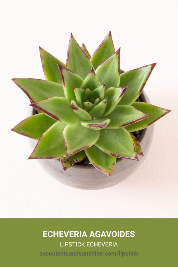 How to care for and propagate Echeveria agavoides Lipstick Echeveria