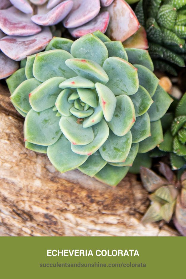 How to care for and propagate Echeveria colorata