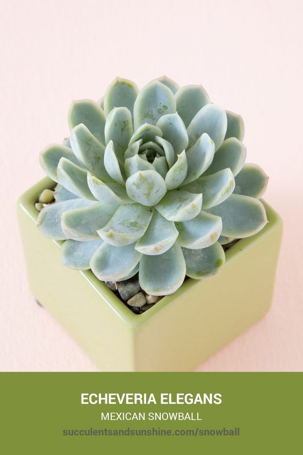 How to care for and propagate Echeveria elegans Mexican Snowball