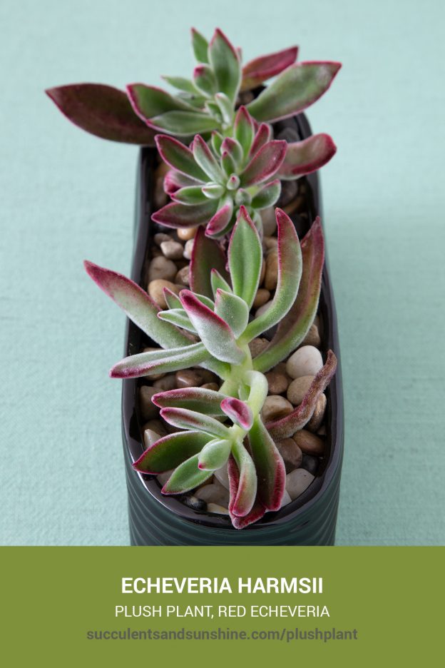 How to care for and propagate Echeveria harmsii Plush Plant