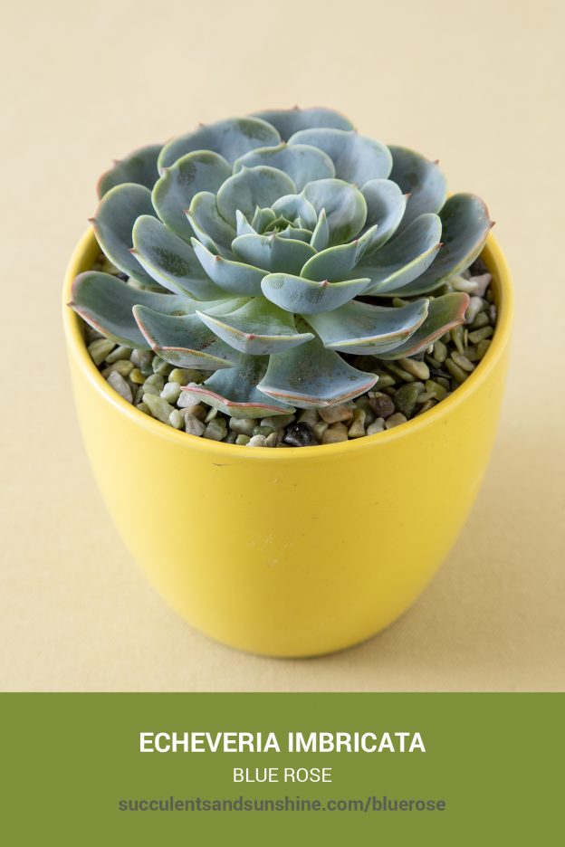 How to care for and propagate Echeveria imbricata Blue Rose