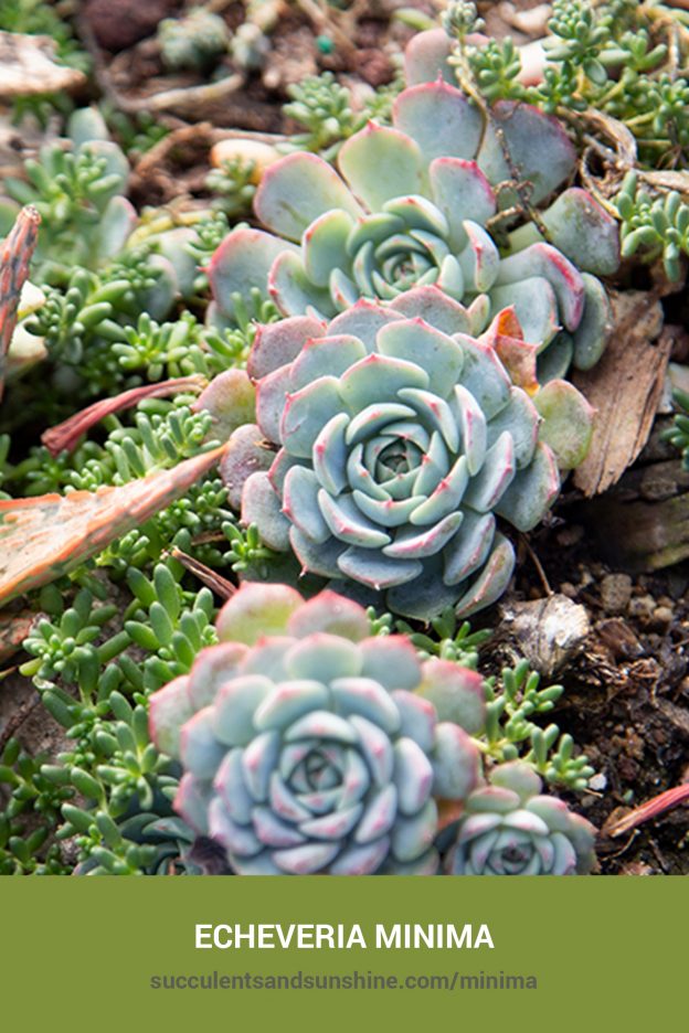 How to care for and propagate Echeveria minima