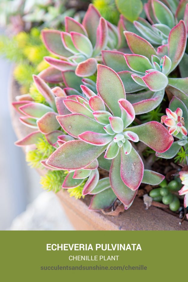 How to care for and propagate Echeveria pulvinata Chenille Plant