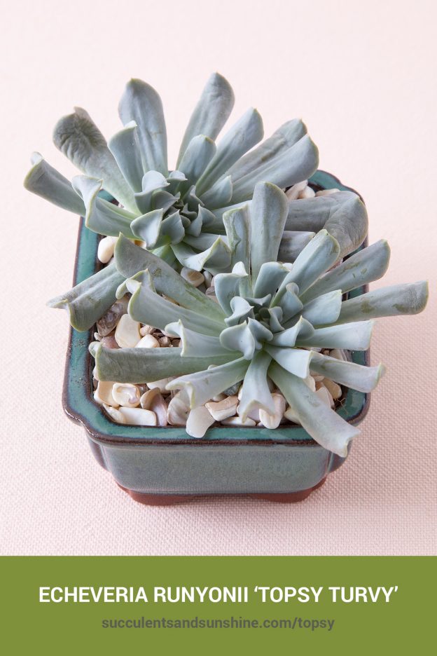 How to care for and propagate Echeveria runyonii ‘Topsy Turvy’