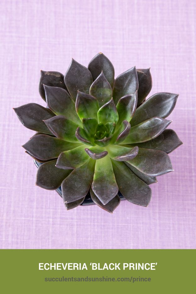 How to care for and propagate Echeveria ‘Black Prince’