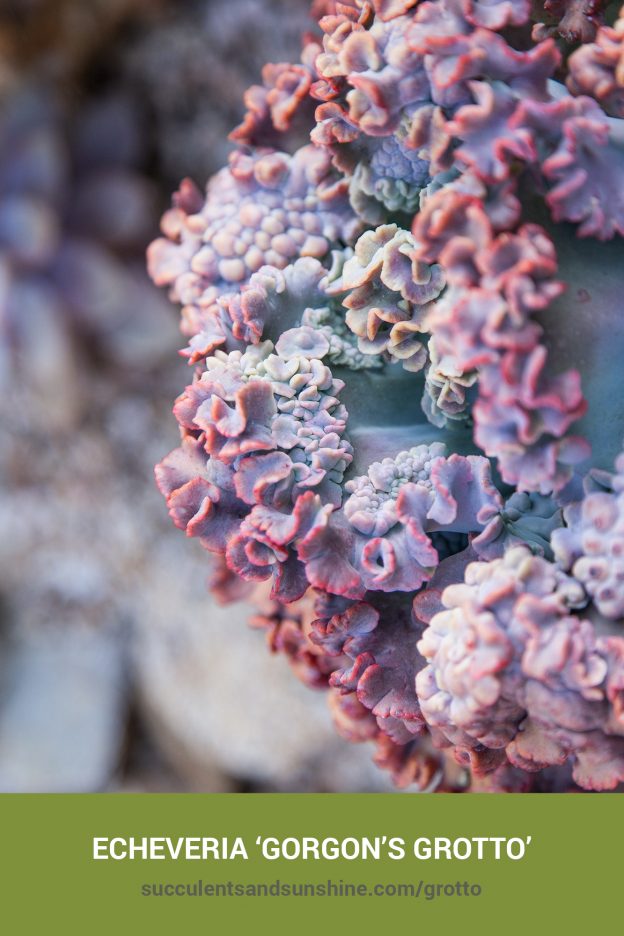 How to care for and propagate Echeveria ‘Gorgon’s Grotto’