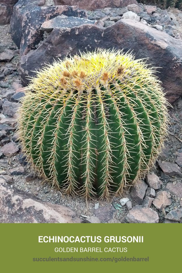 How to care for and propagate Echinocactus grusonii Golden Barrel Cactus