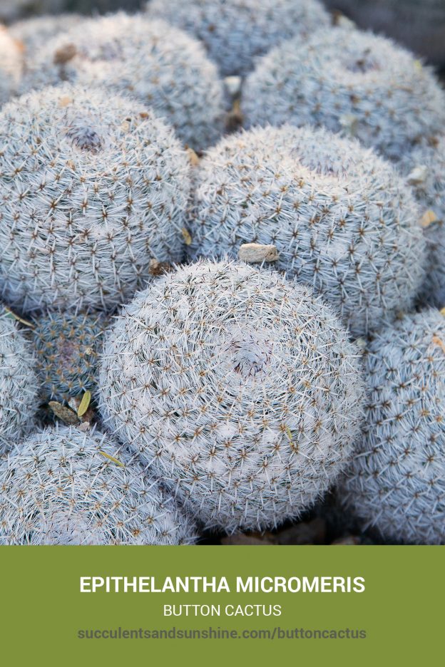 How to care for and propagate Epithelantha micromeris Button Cactus