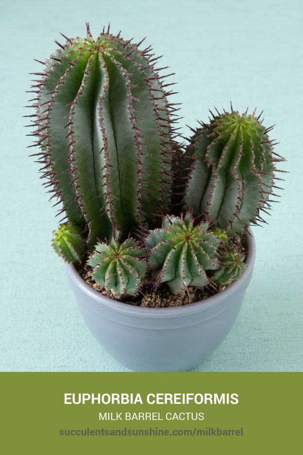 How to care for and propagate Euphorbia cereiformis Milk Barrel Cactus