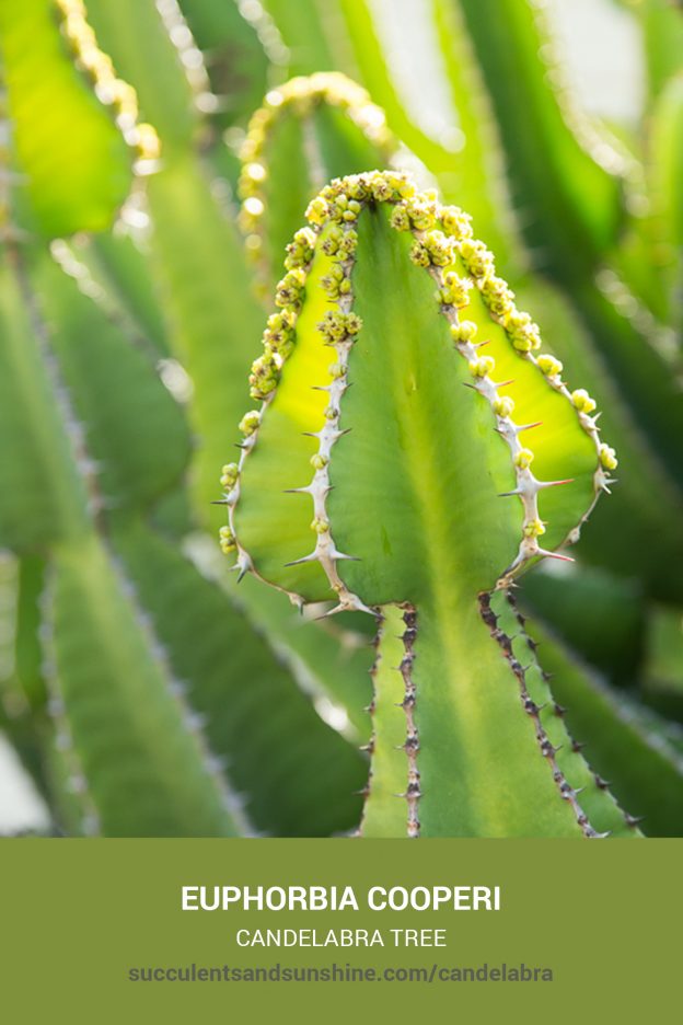 How to care for and propagate Euphorbia cooperi Candelabra Tree