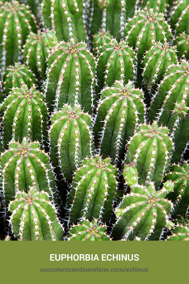 How to care for and propagate Euphorbia echinus