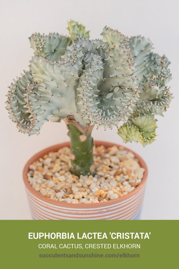 How to care for and propagate Euphorbia lactea 'Cristata'