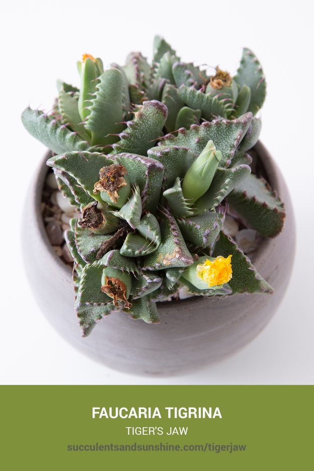 How to care for and propagate Faucaria tigrina Tiger's Jaw