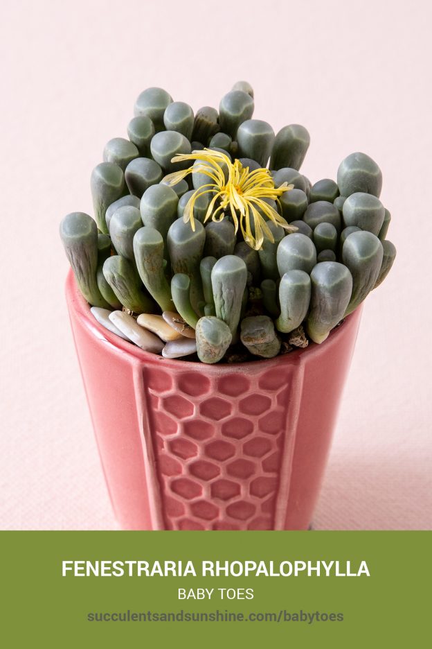 How to care for and propagate Fenestraria rhopalophylla Baby Toes