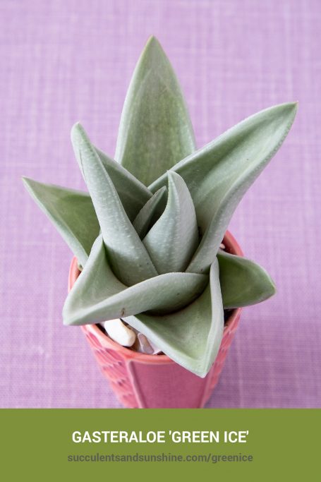 How to care for and propagate Gasteraloe 'Green Ice'