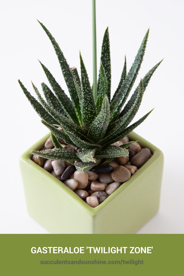 How to care for and propagate Gasteraloe 'Twilight Zone'