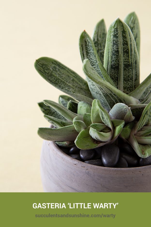 How to care for and propagate Gasteria ‘Little Warty’