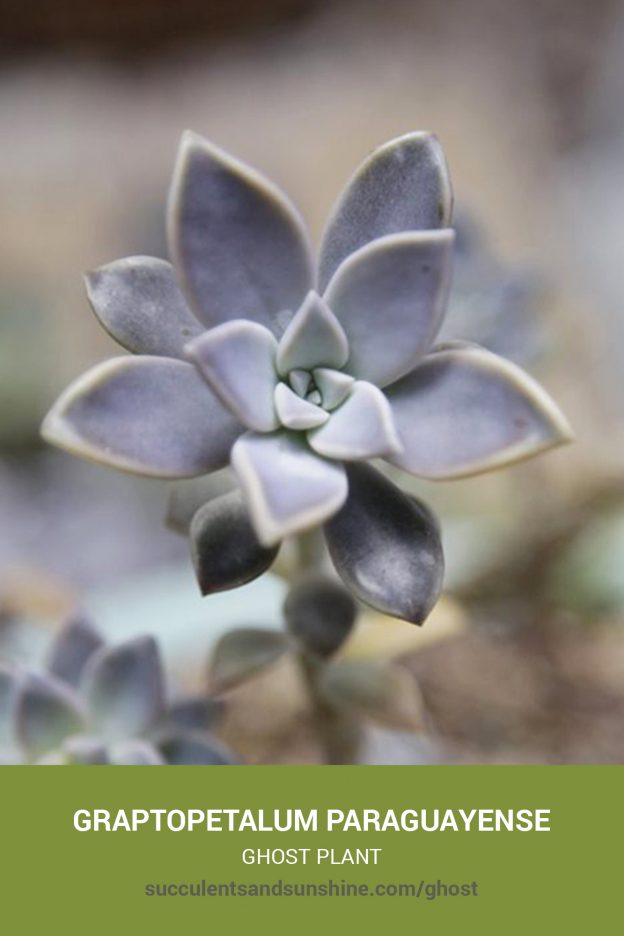 How to care for and propagate Graptopetalum paraguayense Ghost Plant