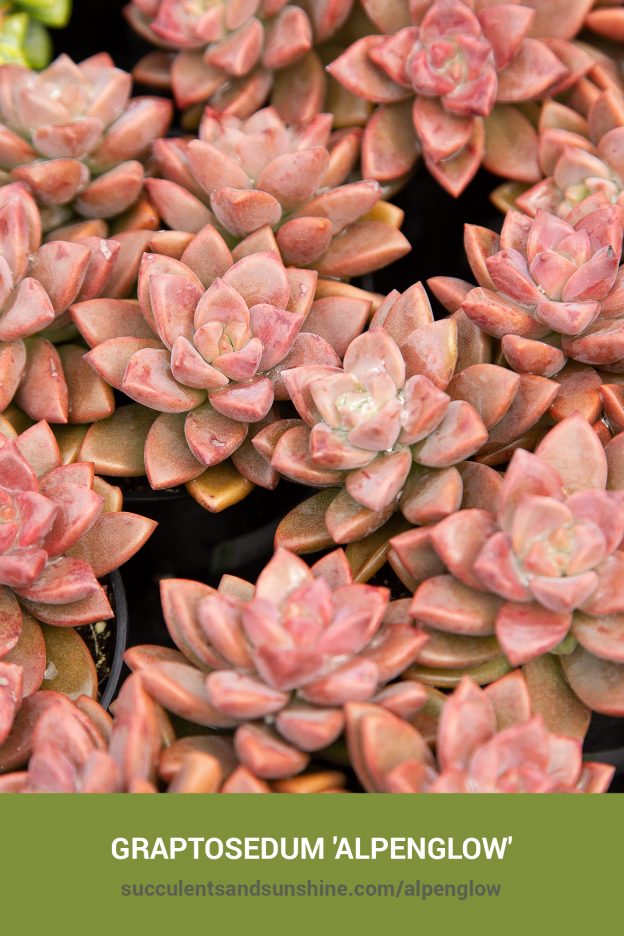 How to care for and propagate Graptosedum 'Alpenglow'