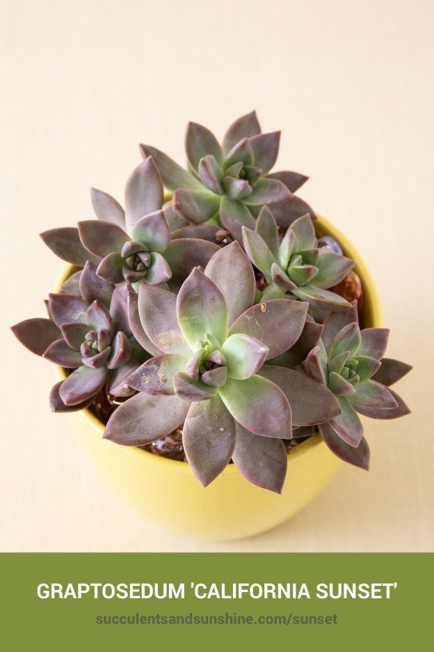 How to care for and propagate Graptosedum 'California Sunset'