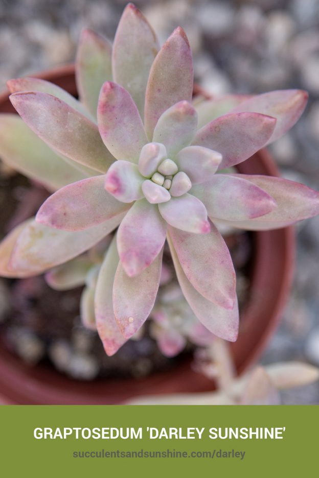 How to care for and propagate Graptosedum 'Darley Sunshine'