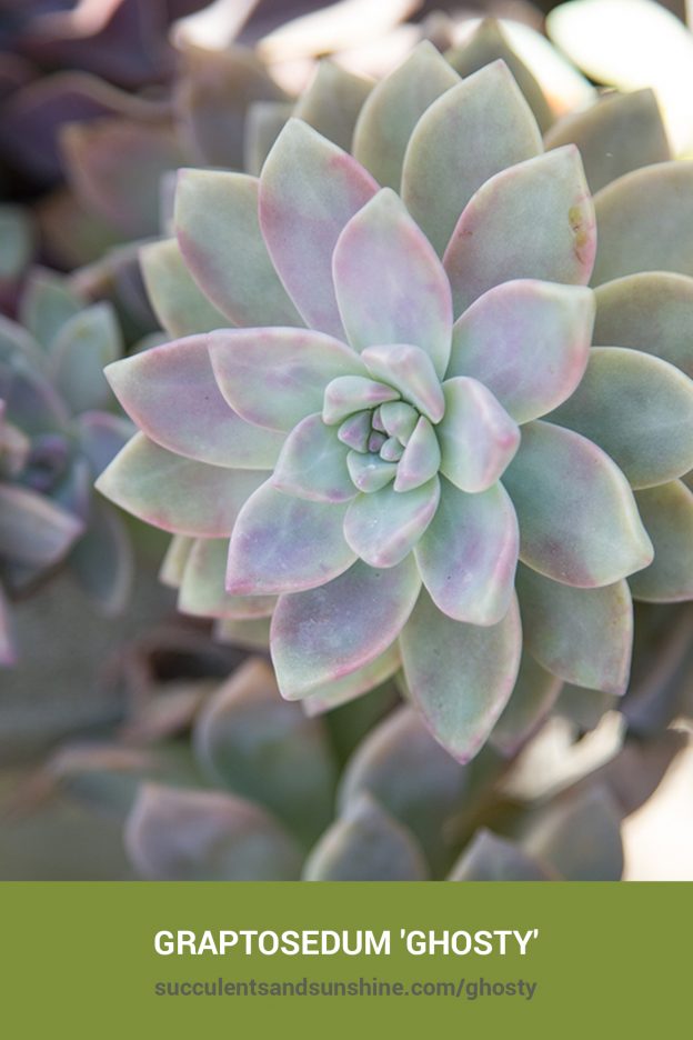 How to care for and propagate Graptosedum 'Ghosty'